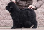 tibetský mastif - BADB DREAMCATCHER