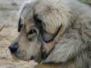 tibetský mastiff - BARDAICHILA