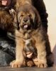 tibetský mastiff - BASSUI