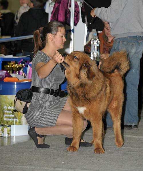 tibetan mastiff