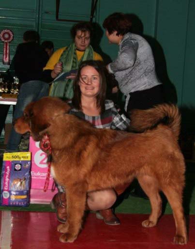 tibetan mastiff