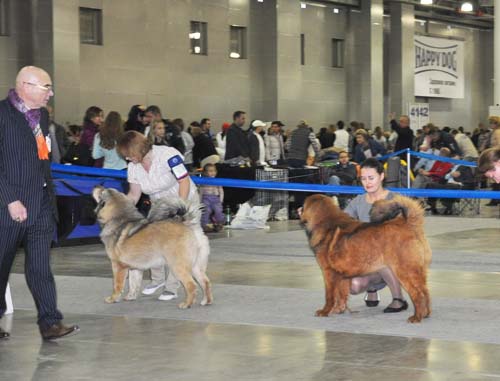 tibetan mastiff