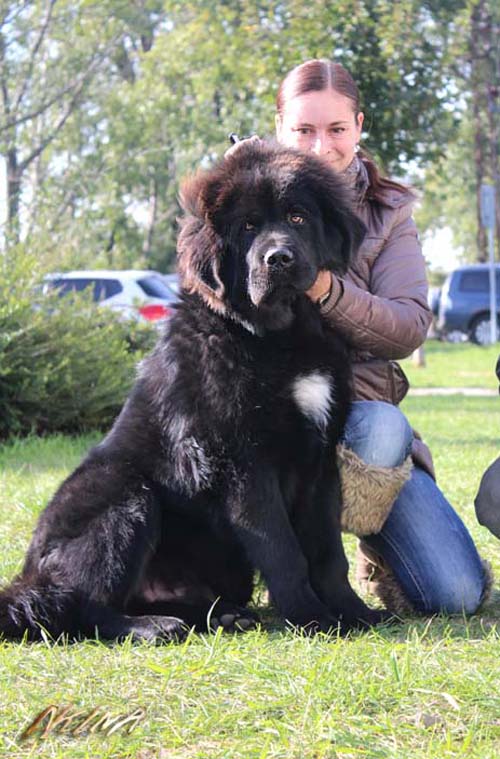 tibetan mastiff - Tibet Dog Europe 2013 Vinin, SK