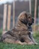 tibetský mastiff - BONO TEMZIN