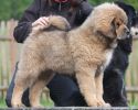 tibetský mastif - BONO TEMZIN