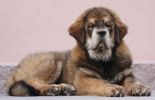 tibetský mastif - BRAS BU