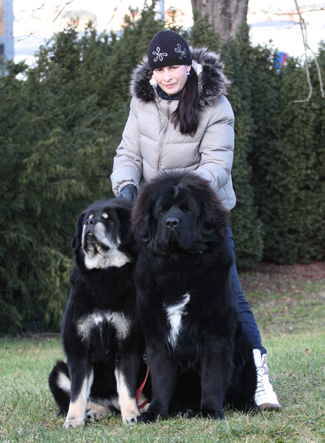 tibetan mastiff show