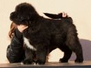 tibetský mastif - BRU RIGS