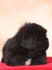 tibetský mastiff - CAMBU