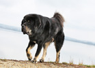 tibetan mastiff