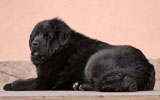 tibetský mastif