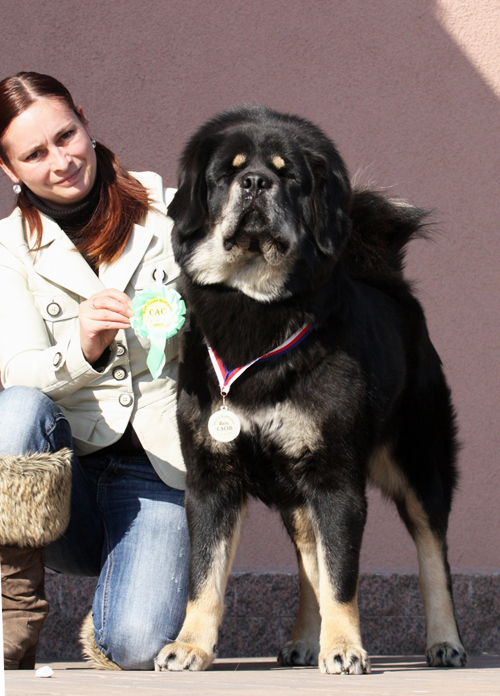 tibetan mastiff - MVP esk Budjovice