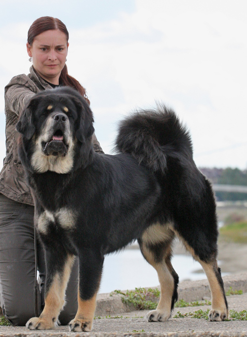 tibetsk mastiff - MVP Osijek