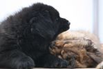 tibetský mastiff - vrh B Gangpori